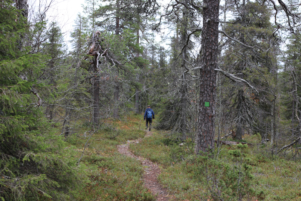 Rajapalojen kulta-kobolttikaivoshankkeen YVA